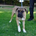 Photo of Mazikeen (Mazzy)