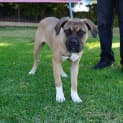 Photo of Mazikeen (Mazzy)