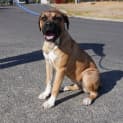 Photo of Mazikeen (Mazzy)