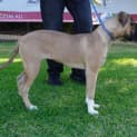 Photo of Mazikeen (Mazzy)