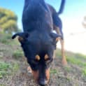 Photo of Cujo