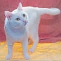 Photo of Buddy