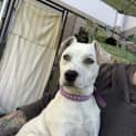 Photo of Lady