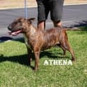 Photo of Athena