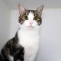 Photo of Mouse