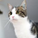 Photo of Mouse