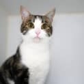 Photo of Mouse