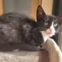 Photo of Sundae