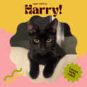 Photo of Harry