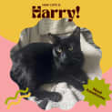 Photo of Harry