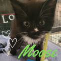 Photo of Moose