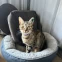 Photo of Alexa Now At Pet Quarters Belmont