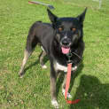 Photo of Bandit (63268)