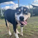 Photo of Stella (29925)