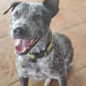 Photo of Bluey