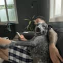 Photo of Bluey