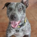 Photo of Bluey