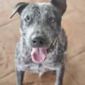 Photo of Bluey