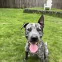 Photo of Bluey