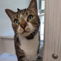 Photo of Pablo Patchypaws