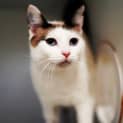 Photo of Sybil