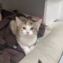 Photo of Willow
