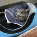Photo of Gizmo