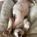 Photo of Boo   10 Week Old Ridgeback X (Trial)