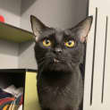 Photo of Snaggle