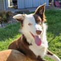 Photo of Patch