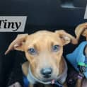 Photo of Tiny
