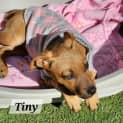 Photo of Tiny