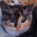 Photo of Princess Daisy