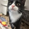 Photo of Solitaire 