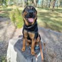 Photo of Moose
