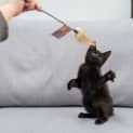 Photo of Kyle **2nd Chance Cat Rescue**