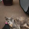 Photo of Cookie