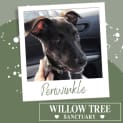Photo of Periwinkle