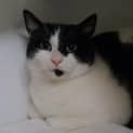 Photo of Boris