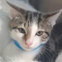 Photo of Rocket