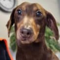 Photo of Bailey