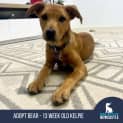 Photo of Bear   13 Week Old Kelpie (Trial)
