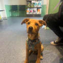 Photo of Bear   13 Week Old Kelpie (Trial)