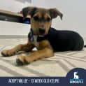 Photo of Millie   3 Month Old Kelpie (Trial)