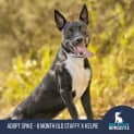 Photo of Spike   8 Month Old Staffy X Kelpie (Trial)