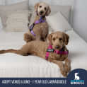 Photo of Venus & Juno   1 Year Old Labradoodle (Trial)