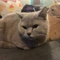 Photo of Lettie
