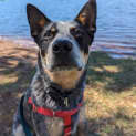Photo of Asher
