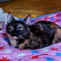 Photo of Imogen Located In Westmeadows