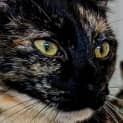 Photo of Imogen Located In Westmeadows